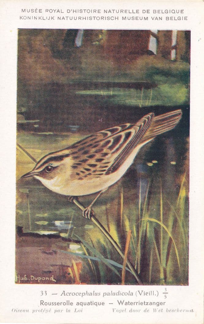 Aquatic Warbler Acrocephalus Paludicola Vintage WW2 Bird Rare Postcard