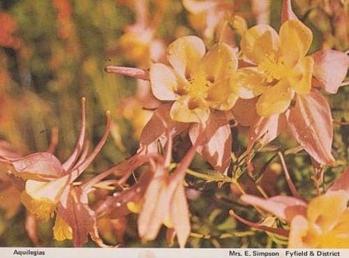Aquilegias Fyfield Braintree Flower Womens Institute Floral Flowers Postcard