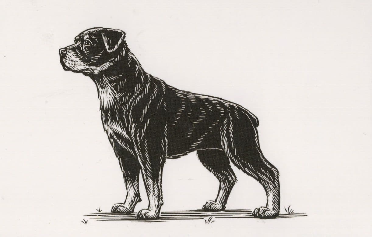 Attentive Rottweiler Dog Sketch Painting Postcard