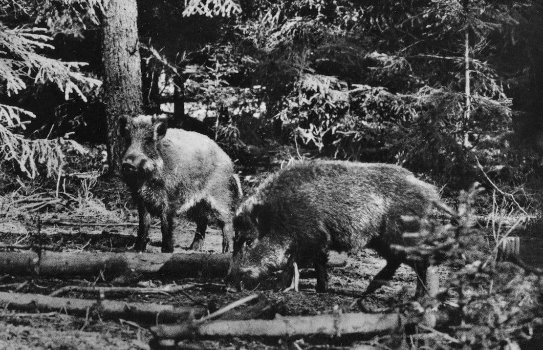 Aufn Aus Freier Wildbahn Real Photo German Wildlife Postcard
