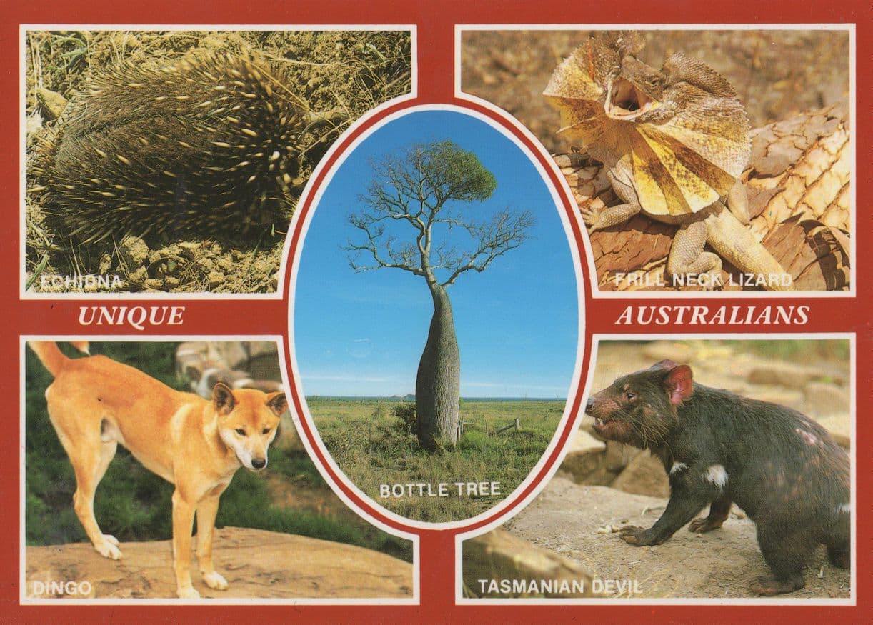 Australian Echidna Dingo Tasmanian Devil Bottle Tree Postcard