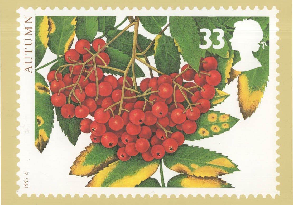 Autumn Grapes Charlotte Knox  Royal Mail Stamp RMPQ Postcard