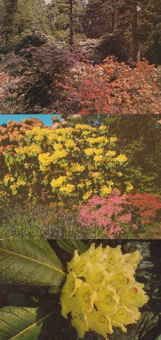 Azaleas Rhodendron Exbury Gardens Southampton 3x Postcard s