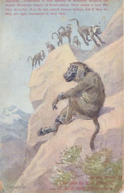 Baboon Apes Furzedown Training College London 1910 Postcard