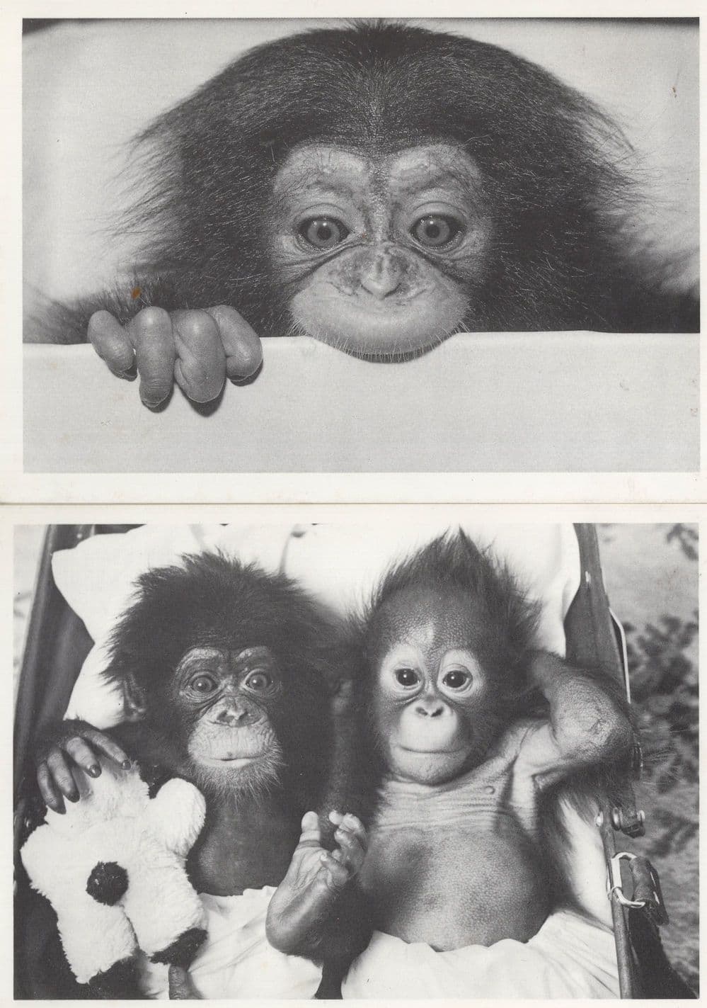 Baby Chimpanzee In Pram & Teddy Bear 2x Comic Postcard s
