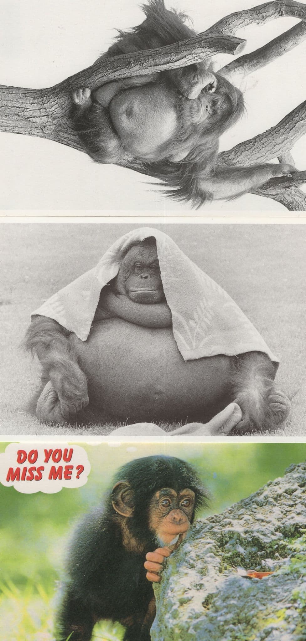 Baby Chimpanzee & Monkeys 3x Comic Postcard s
