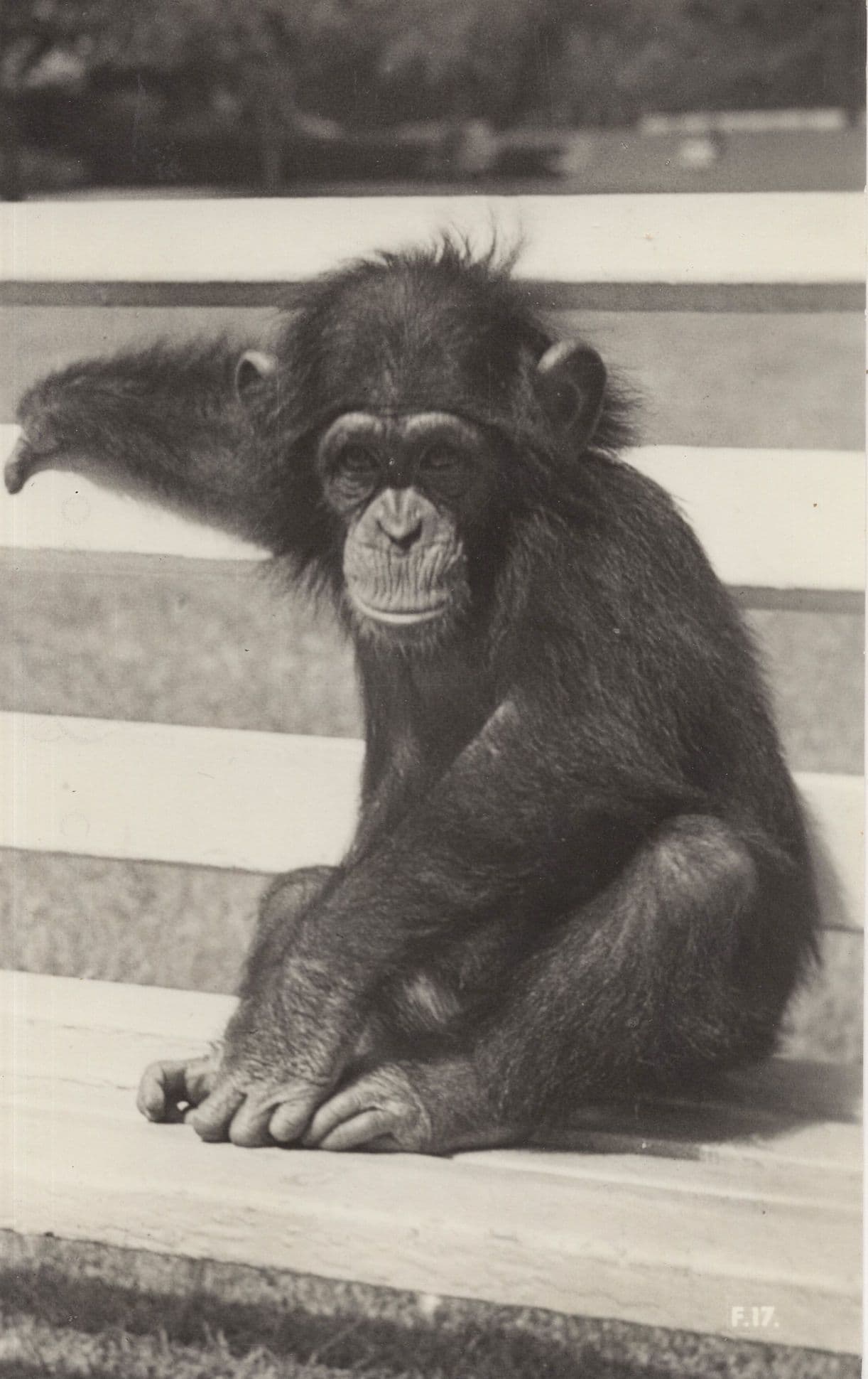 Baby Chimpanzee On Park Bench Real Photo Old Postcard