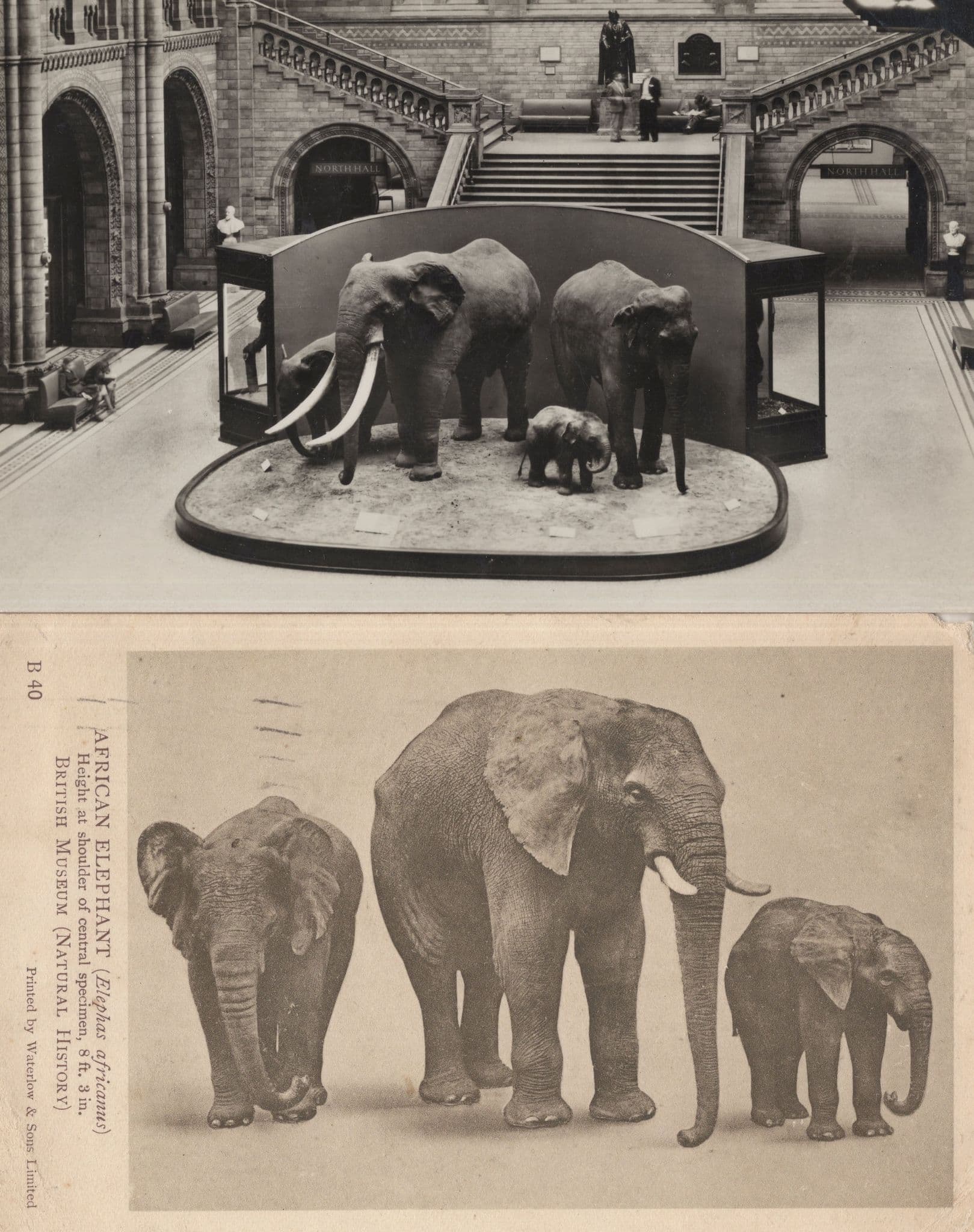 Baby Elephants at Natural History Museum London 2x Postcard s