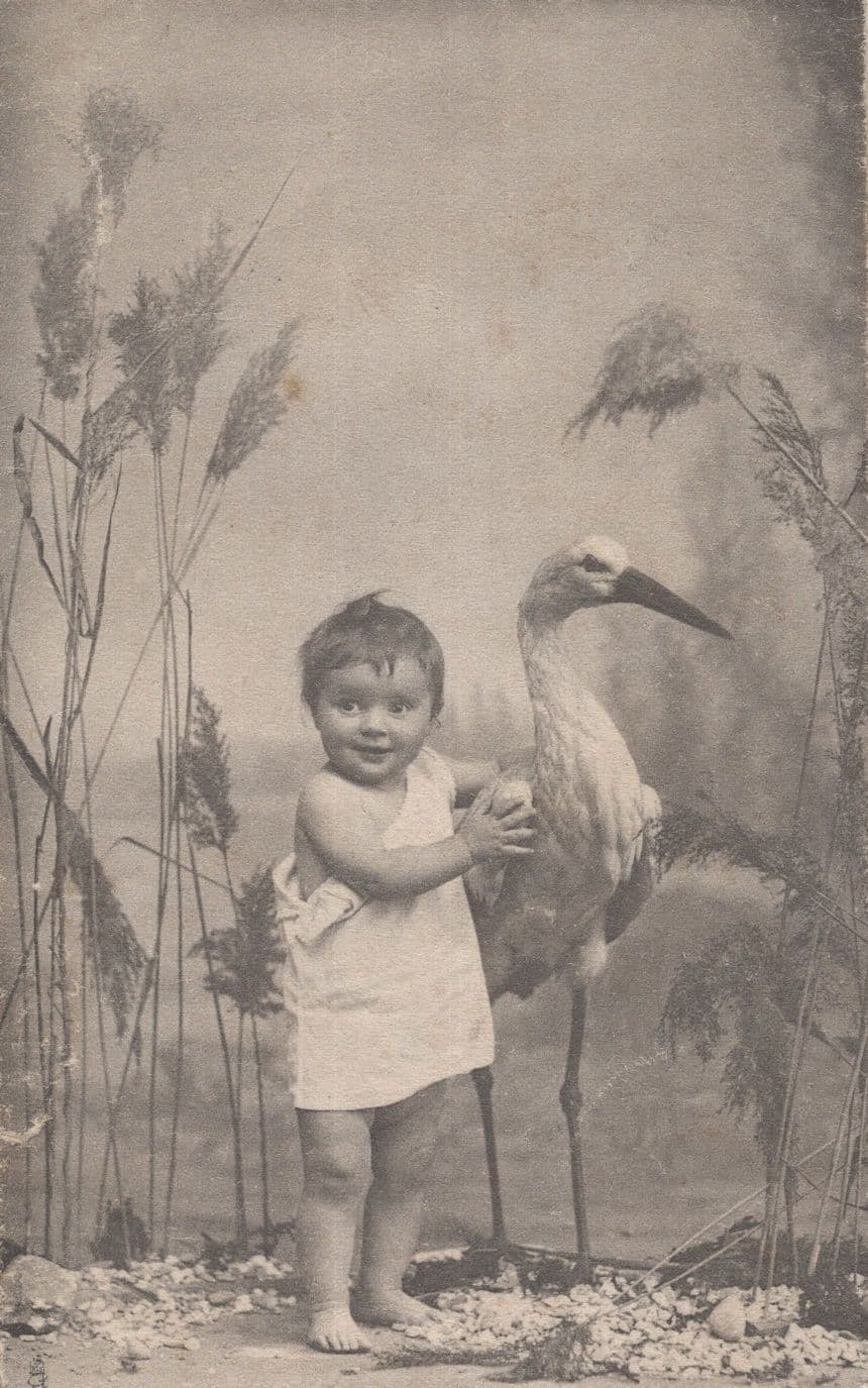Baby With Dead Stuffed Bird Taxidermy Tucks Old Postcard