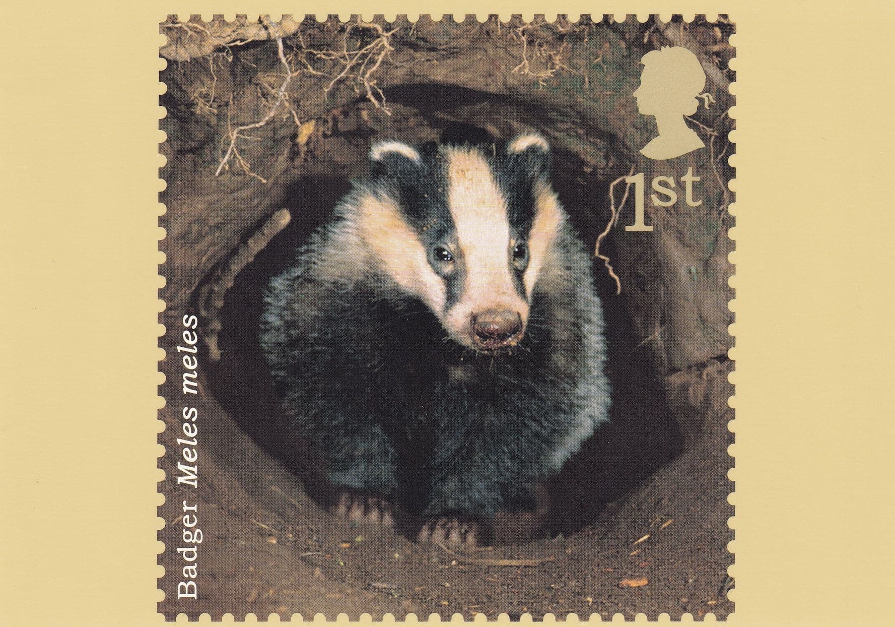 Badger Meles Meles Postcard