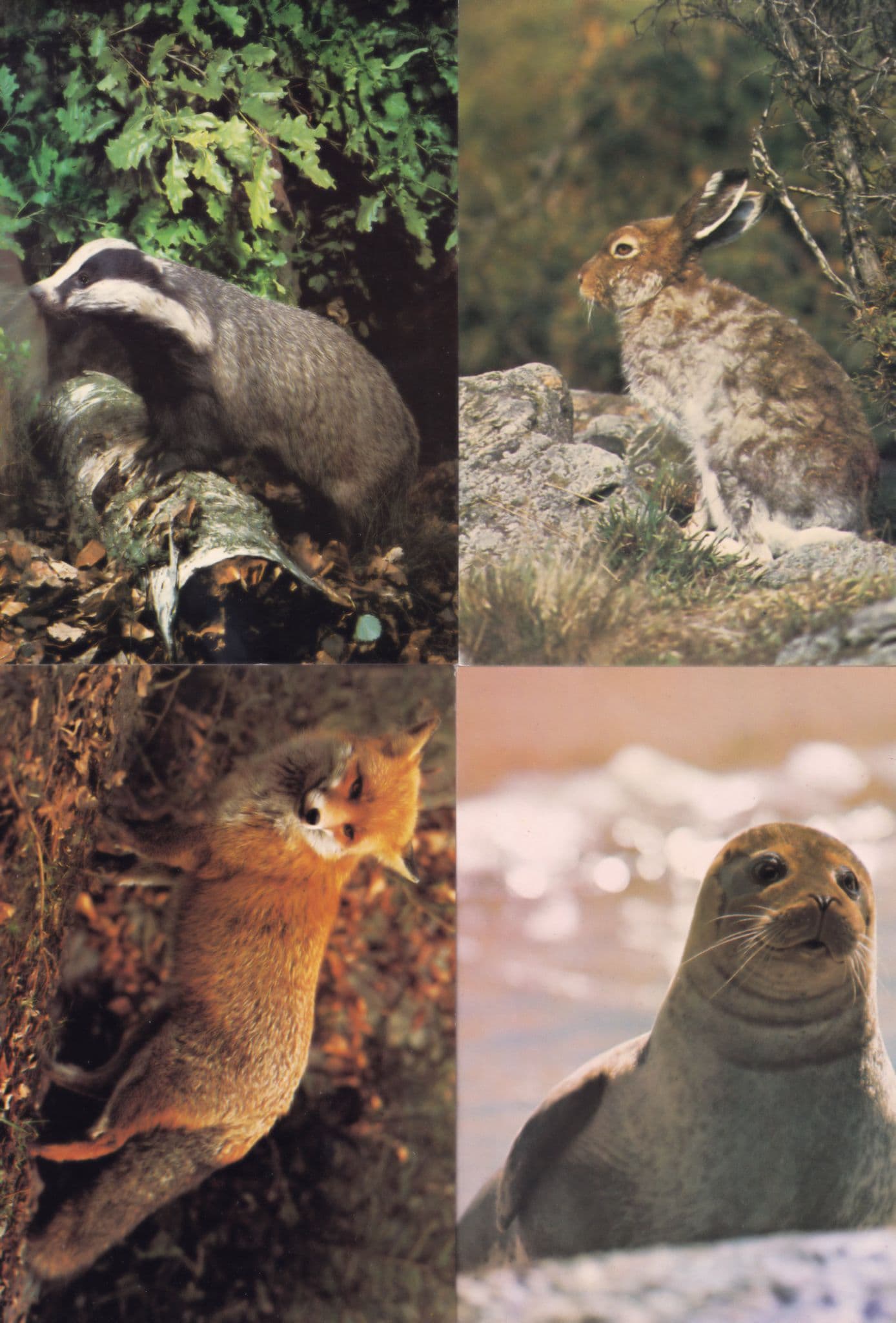 Badger Red Fox Blue Hare Common Seal 4x 1970s Arthur Dixon Postcard s