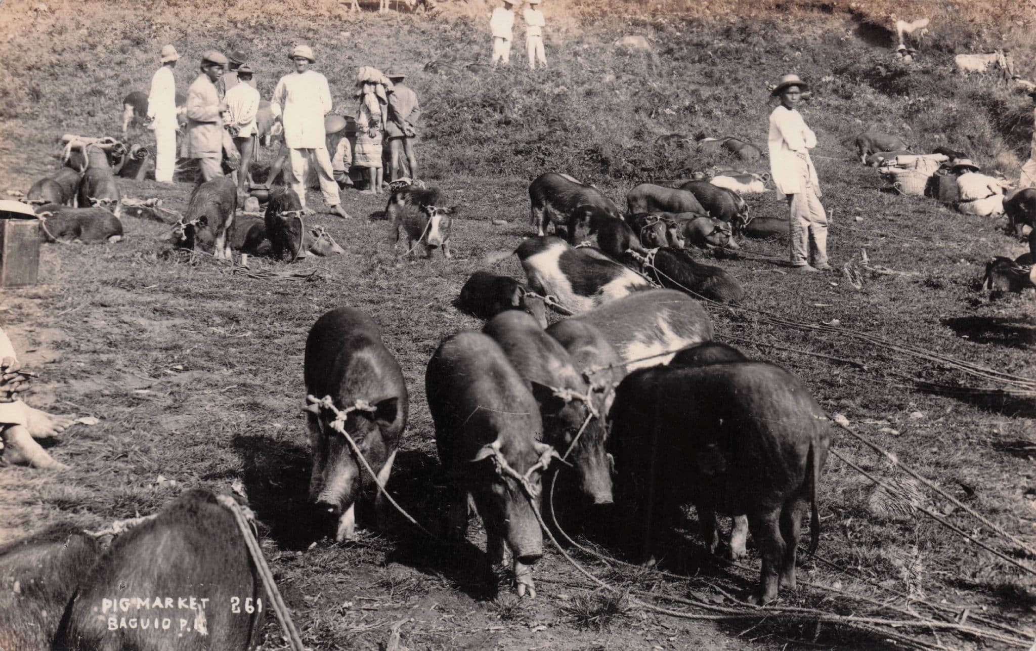 Baguio Pig Farm Market Cattle Auctions Phillipines Old RPC Postcard