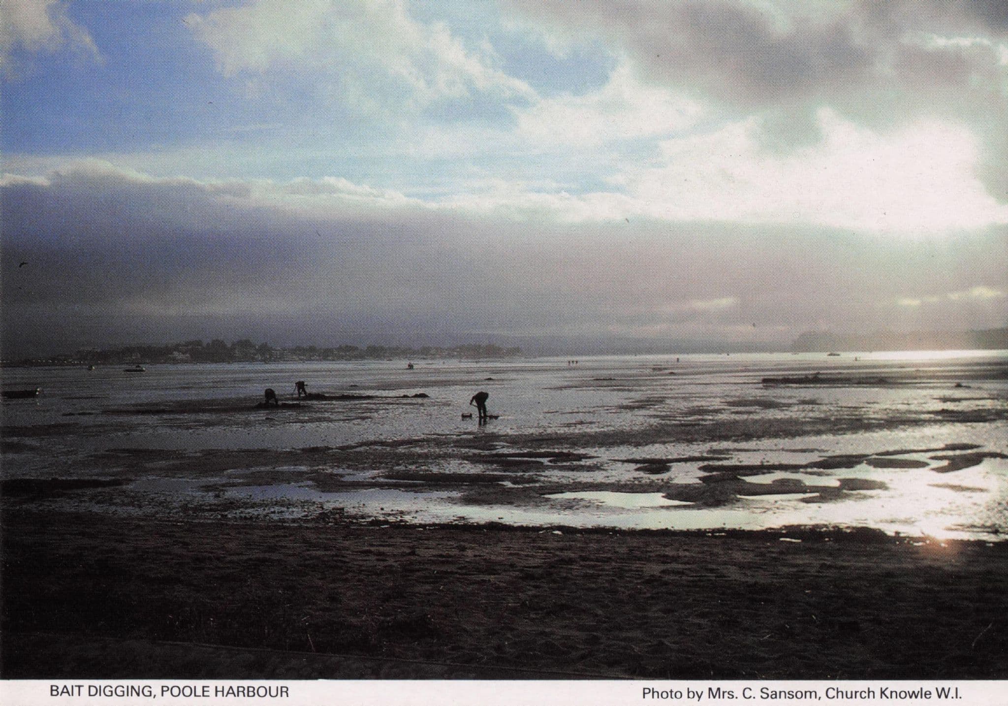 Bait Digging Poole Harbour at Dusk Dorset Women's Institute Postcard