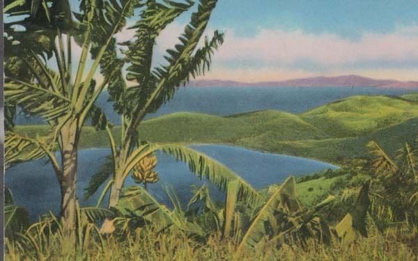 Banana Trees at Magens Bay St Thomas Virgin Islands Postcard