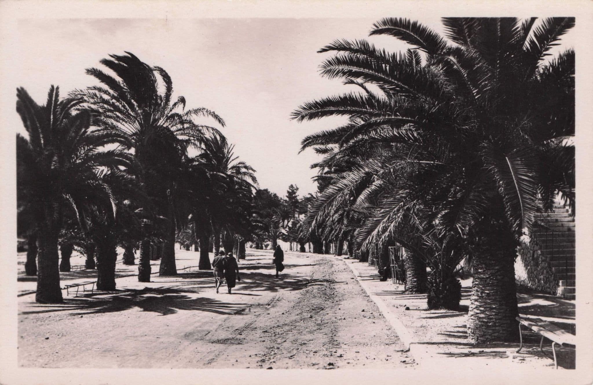 Bandol Sur Mer Avenue Des Palmieres French RPC Mint Postcard