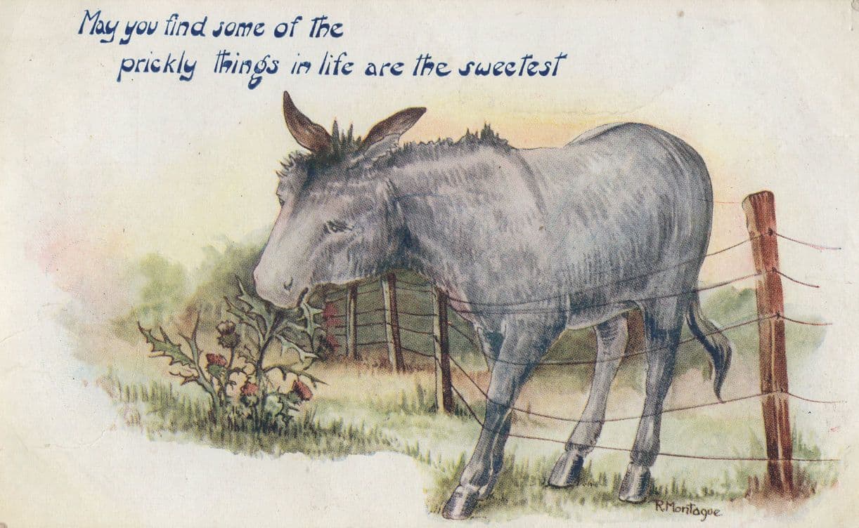 Barbed Wire Animal Disaster Comic Prickly Things Postcard