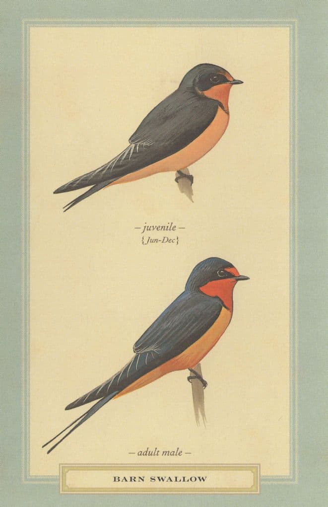 Barn Swallow Juvenile & Adult Stunning Bird Postcard