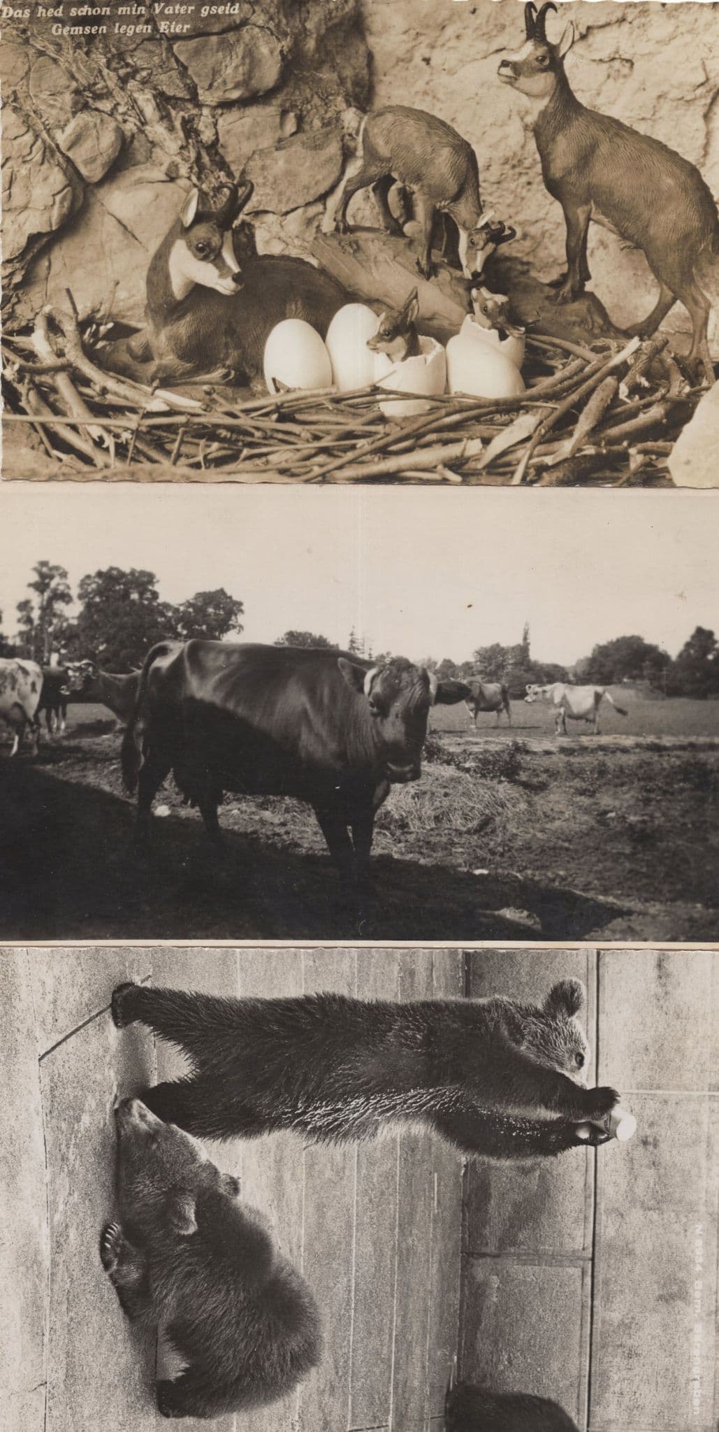 Bears German Deer Born From Eggs Cow 3x Old Real Photo Postcard s