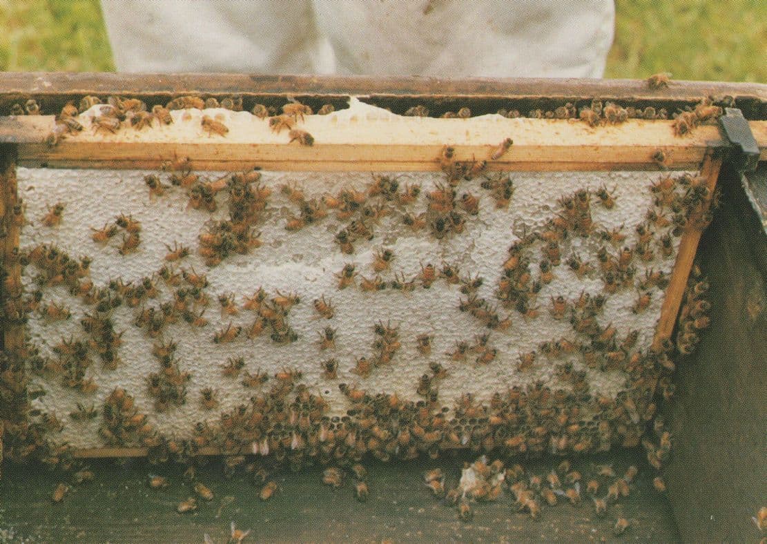 Beehive Bees Hive Full Of White Oilseed Rape Honey Postcard