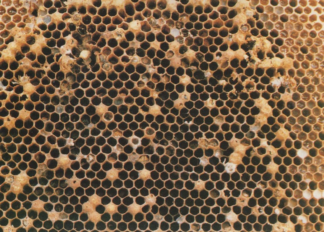 Beehive Worker Bees Hive Comb With No Fertile Queen Bee Postcard