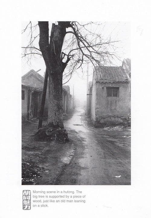 Beijing Hutongs Giant Old Mans Walking Stick on Tree Chinese Postcard
