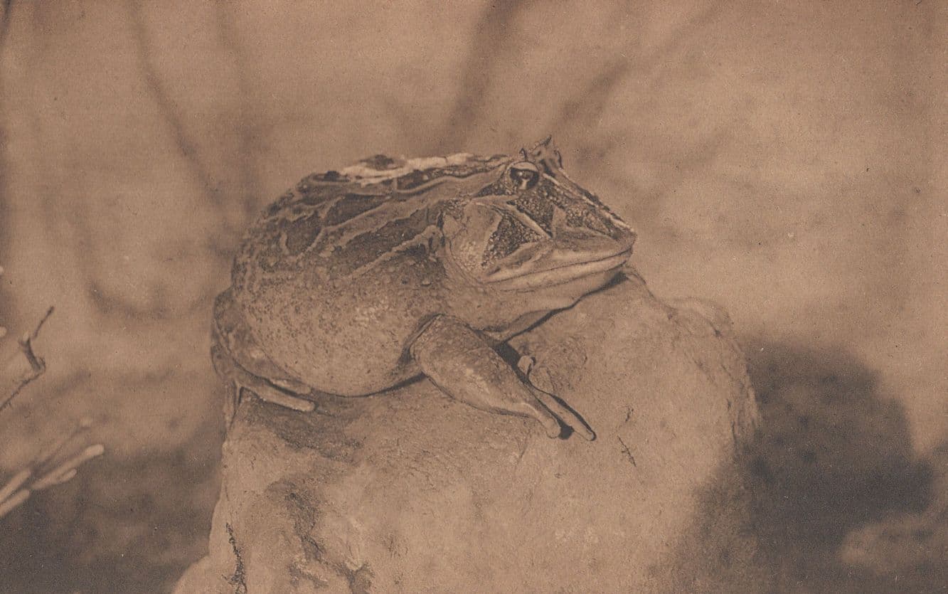 Belgium Frog At Anvers Zoo Antique Postcard