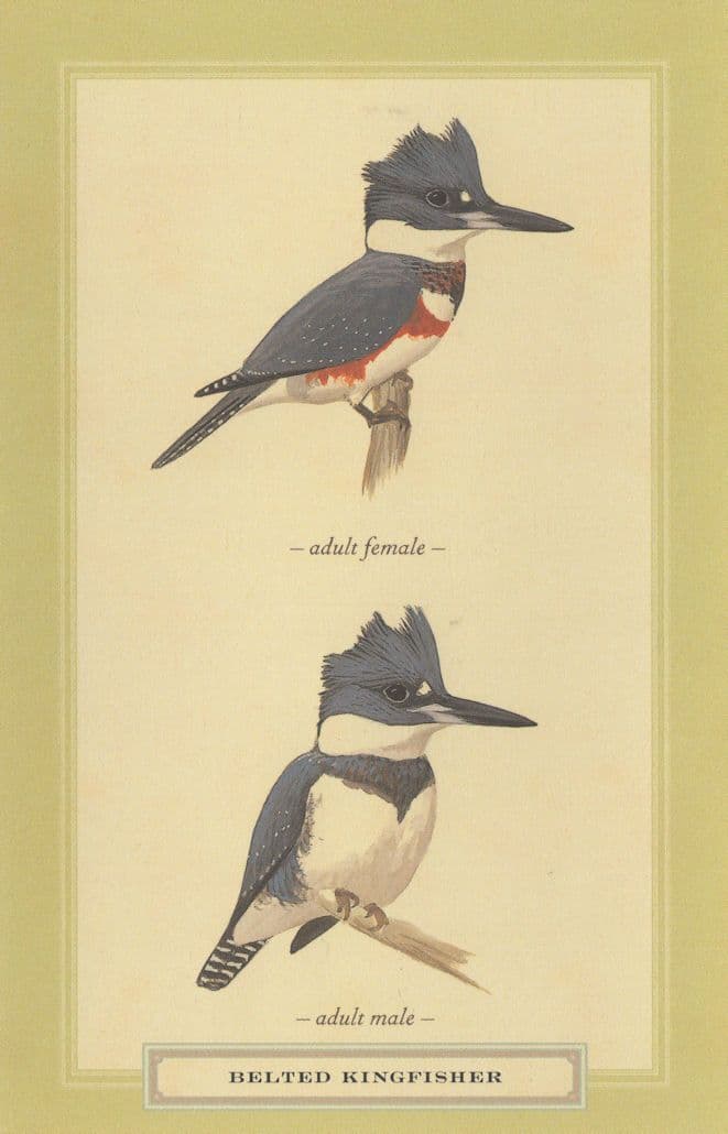 Belted Kingfisher Adult Male Female Stunning Bird Postcard