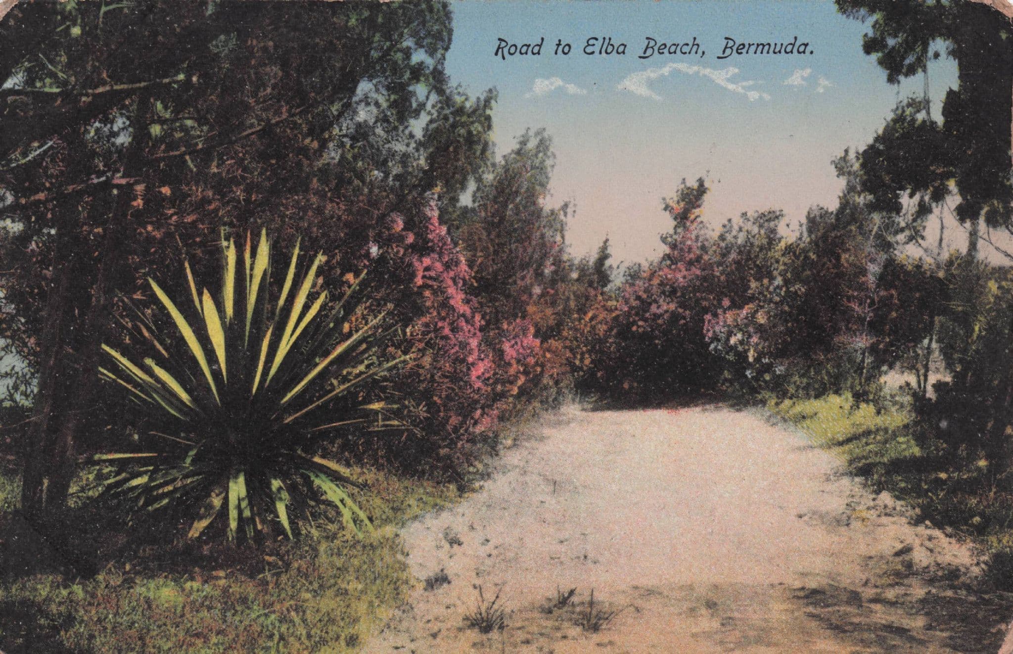 Bermuda Road To Elba Beach Old Postcard