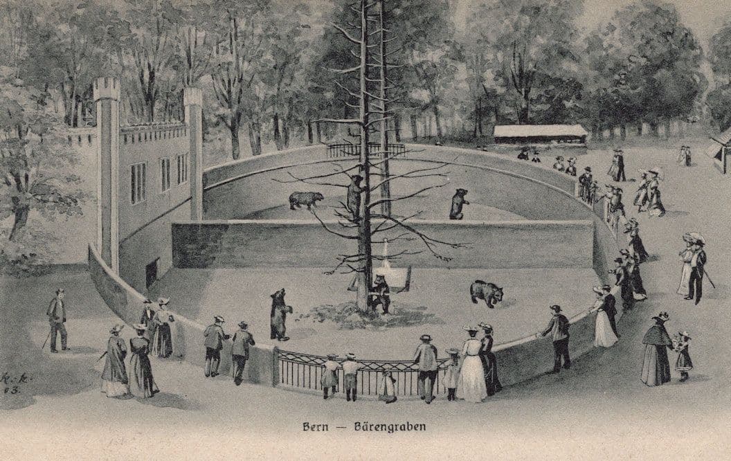 Bern Barengraben Switzerland Bears Antique Postcard