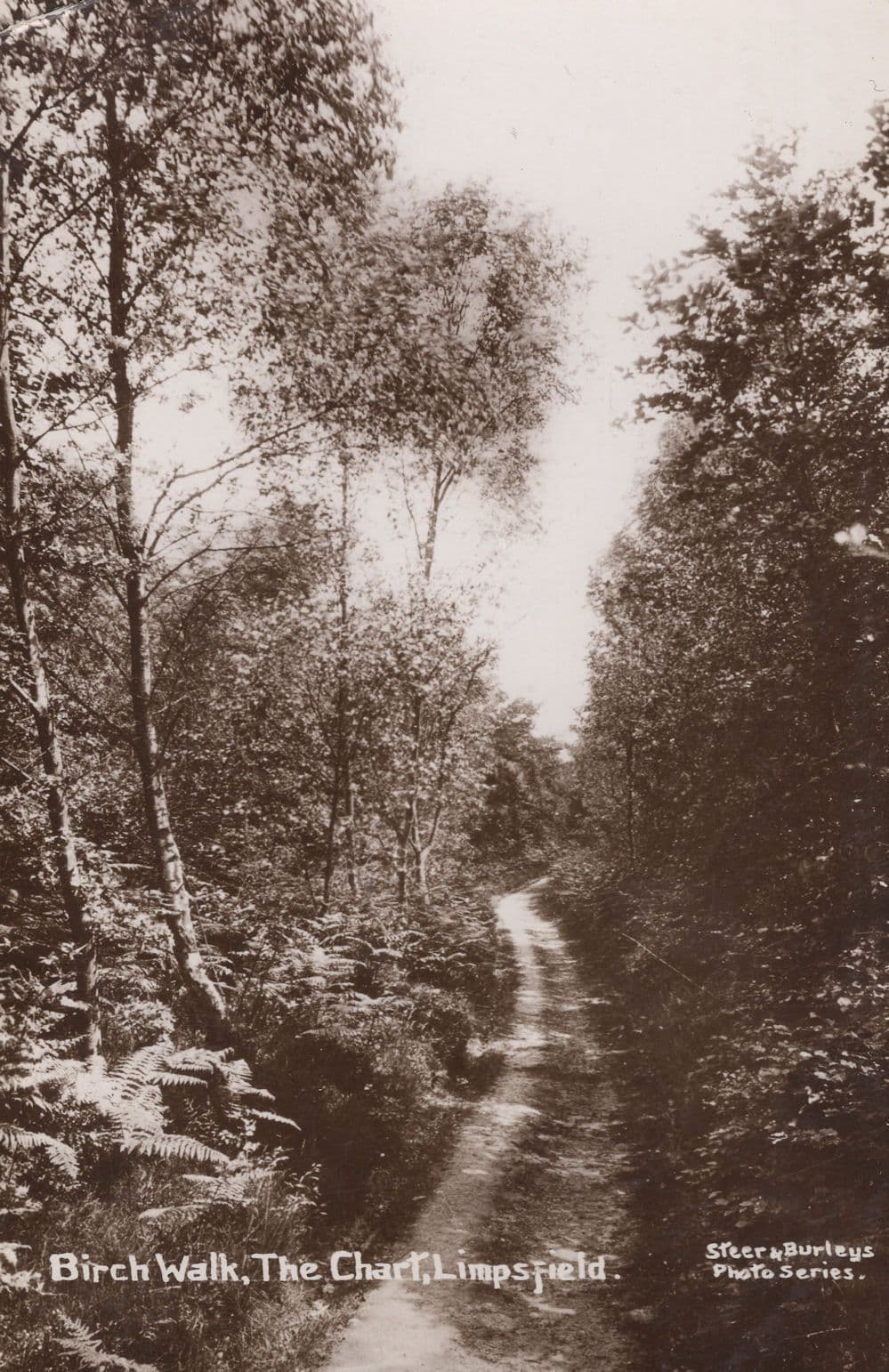 Birch Walk The Chart Limpsfield Surrey RPC Postcard