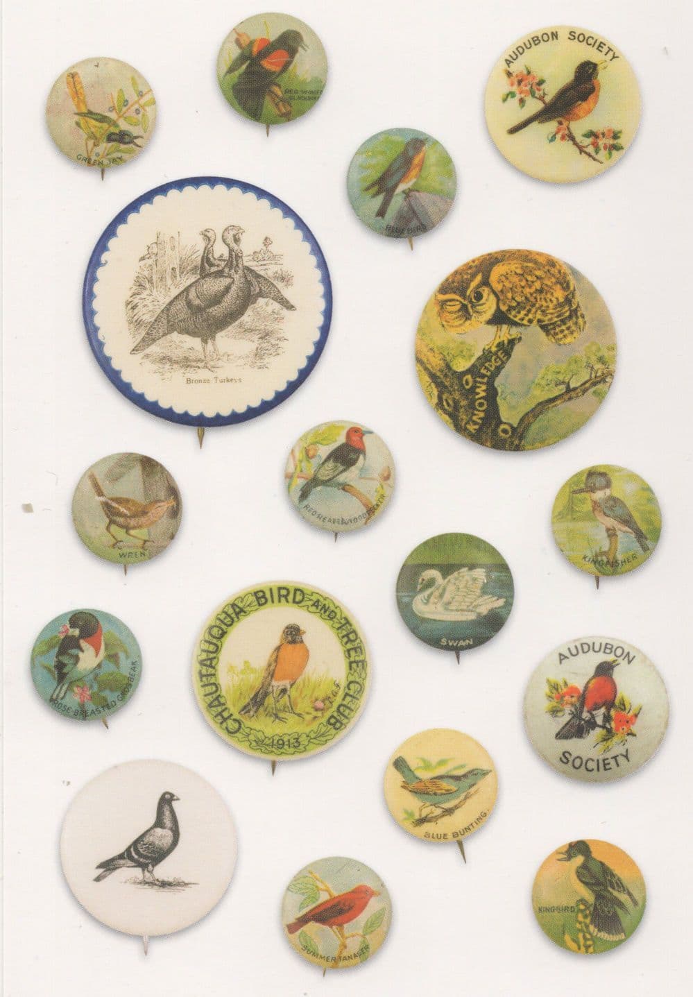 Bird Audubon Society Wren Turkey Birds Old Button Badge Postcard