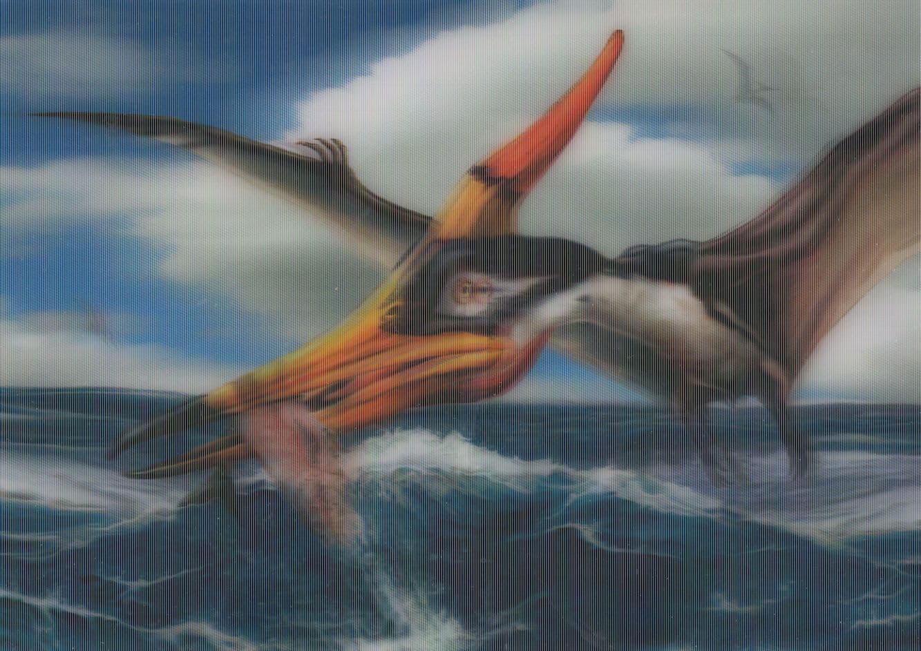 Bird Fishing Blood Sports Eating Live Fish 3D Three Dimensional Postcard
