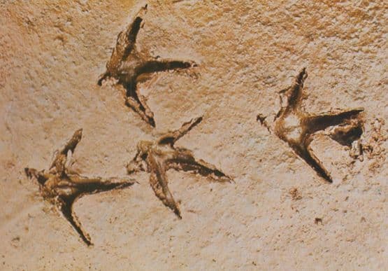Bird Tracks Burnham Deepdale Mud Water Prints Rare National Trust Rare Postcard