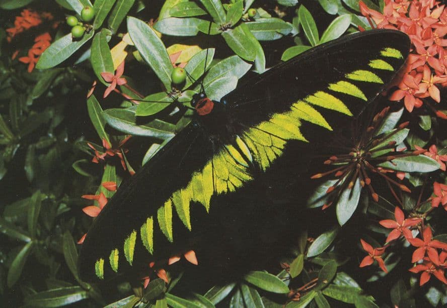 Birdwing Butterfly Trogonoptera Brookiana Malaysia Postcard
