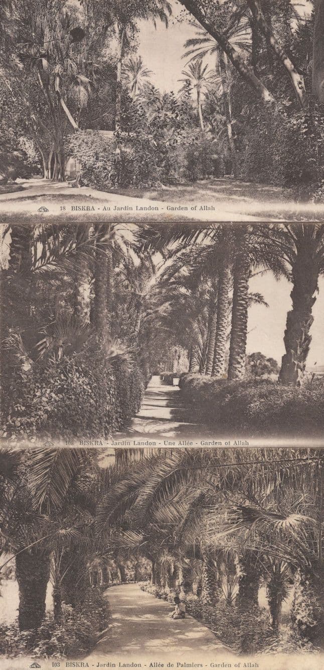 Biskra Jardin 3x Old Algeria Postcard s