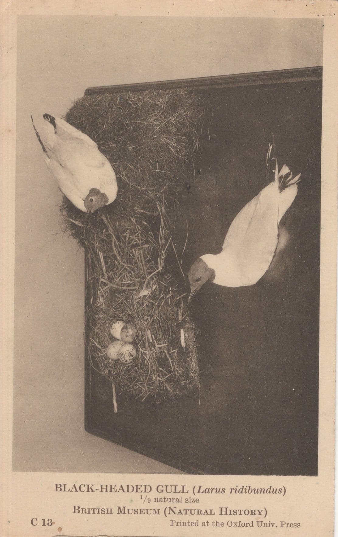 Black Headed Gull Bird Nest Antique Natural History Museum Postcard