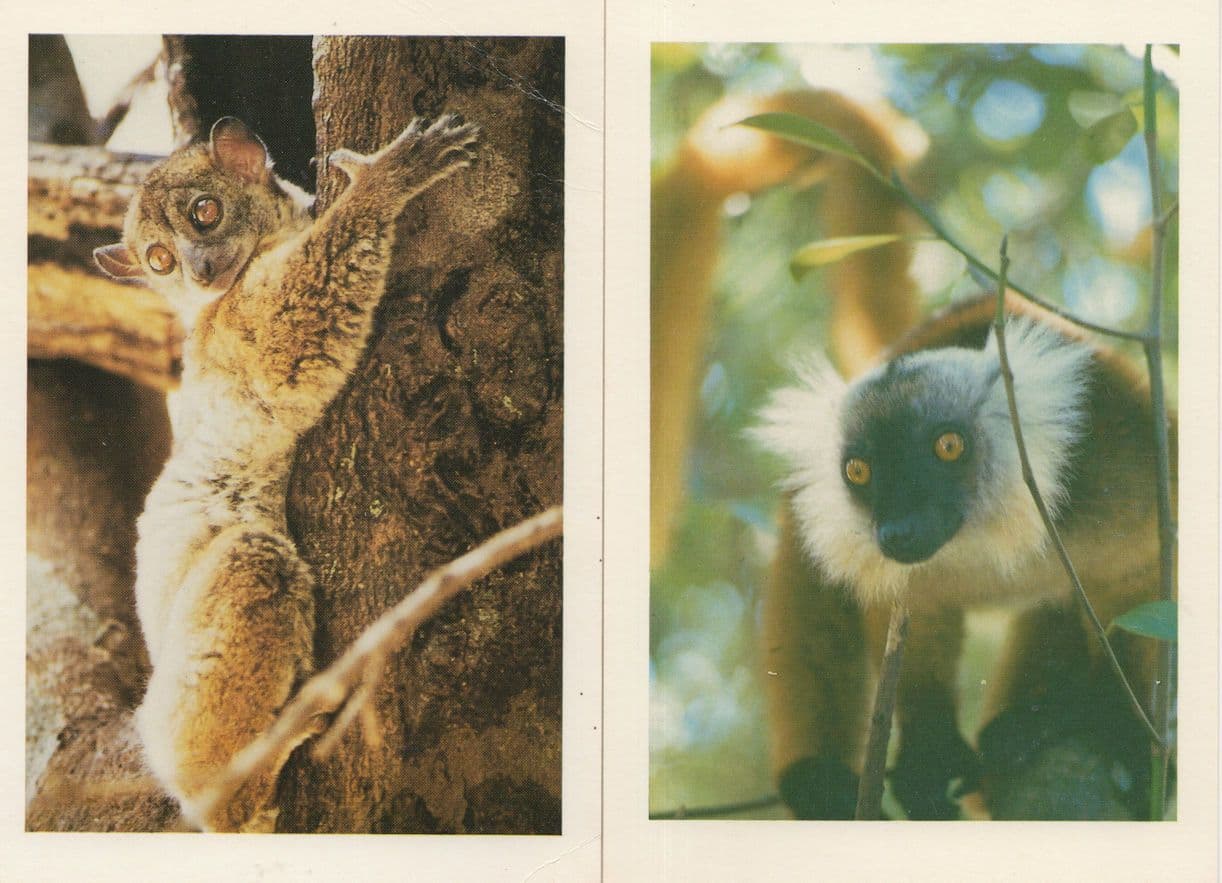 Black Lemur Madagascar 2x Lemurs Postcard s