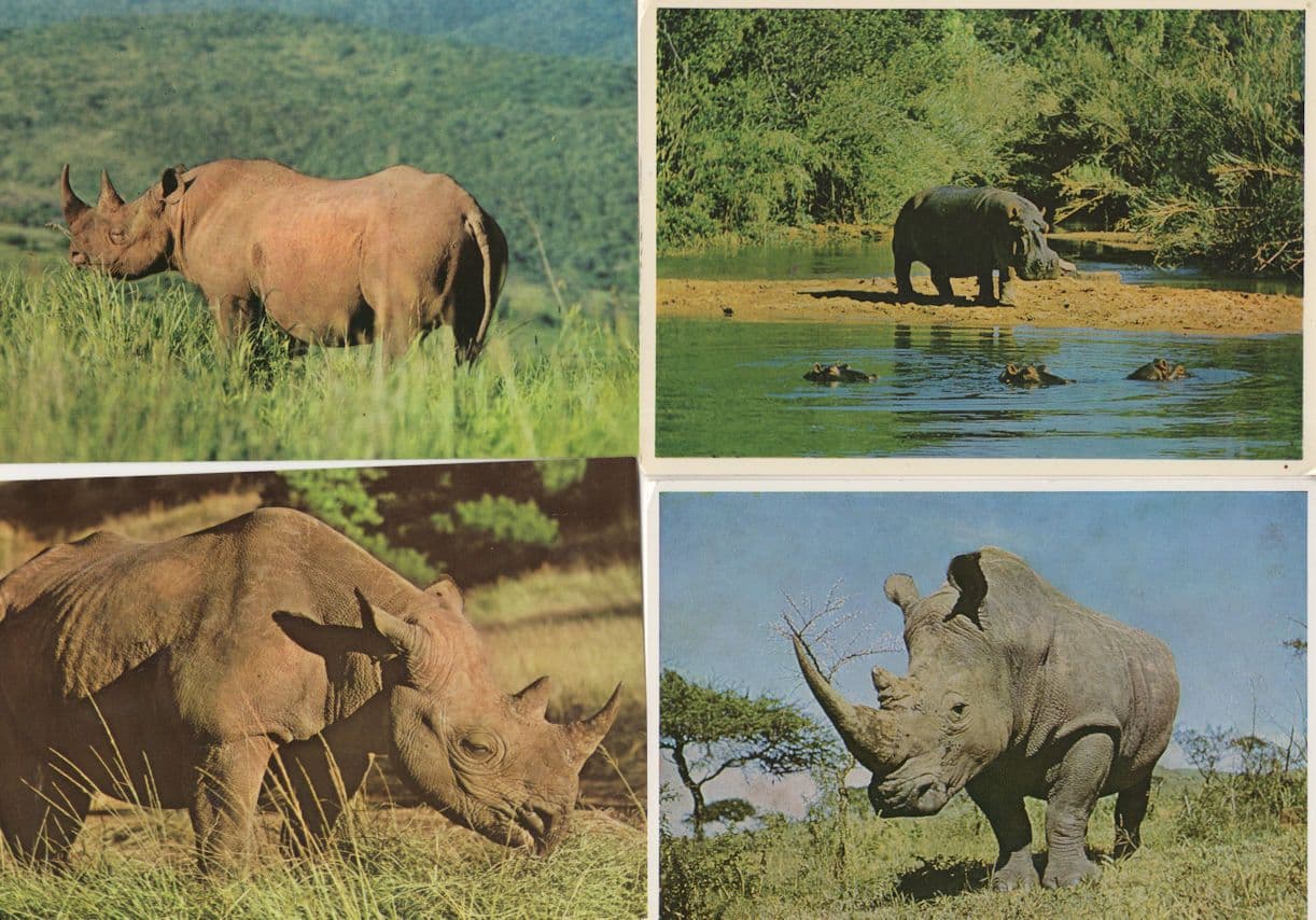 Black White Rhinoceros Hippo 4x South African Postcard s