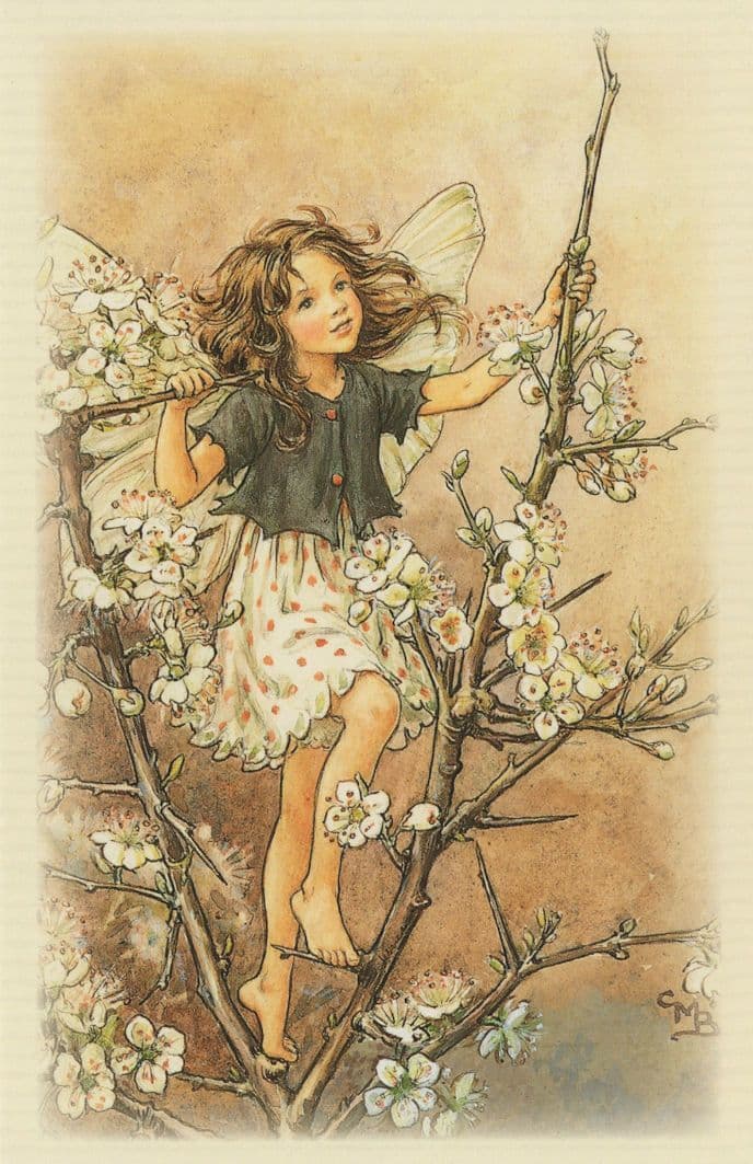 Blackthorn Flower Fairy from WW2 Old Fairies Book Postcard