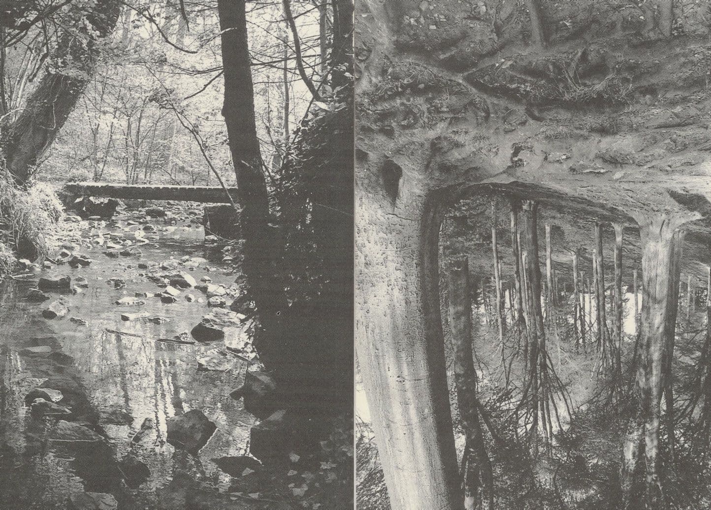 Blaise Bristol Beechwood 2x Award Woods Photo Postcard s
