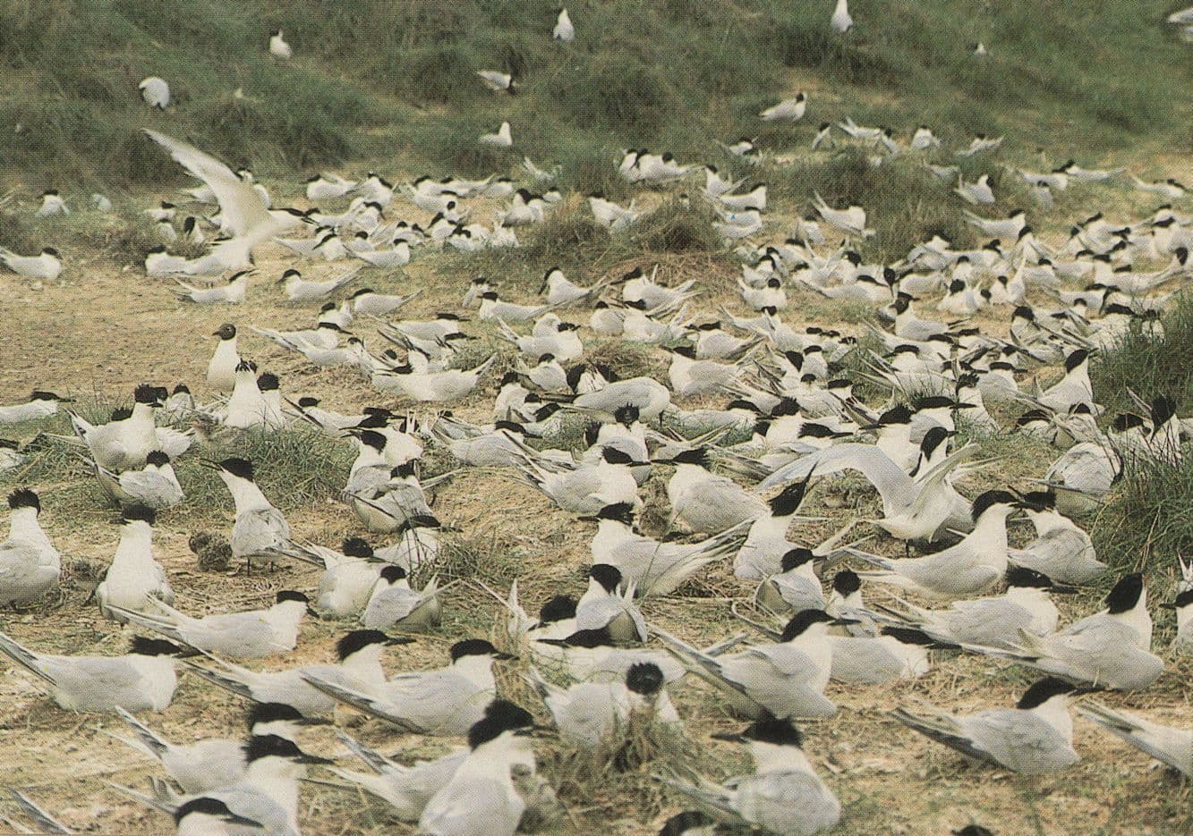 Blakeney Point Norfolk  Sandwich Tern Colony Birds Postcard
