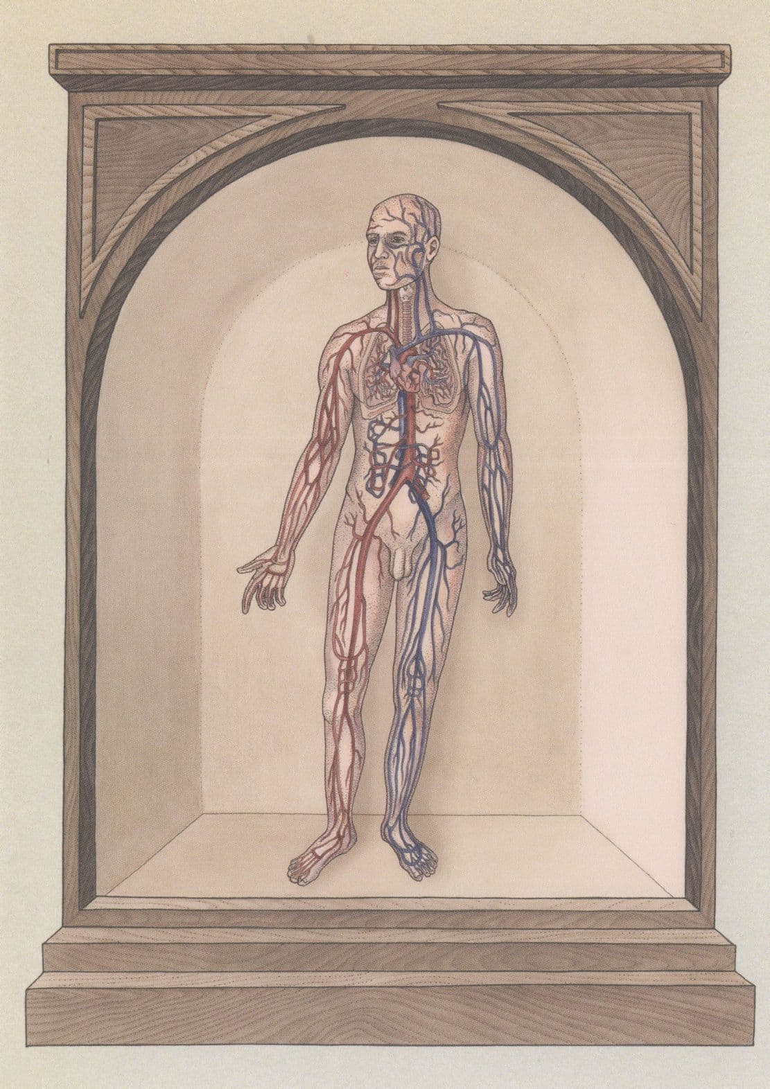 Blood Circulatory Systemic System Human Biology Anatomy Morbid Postcard