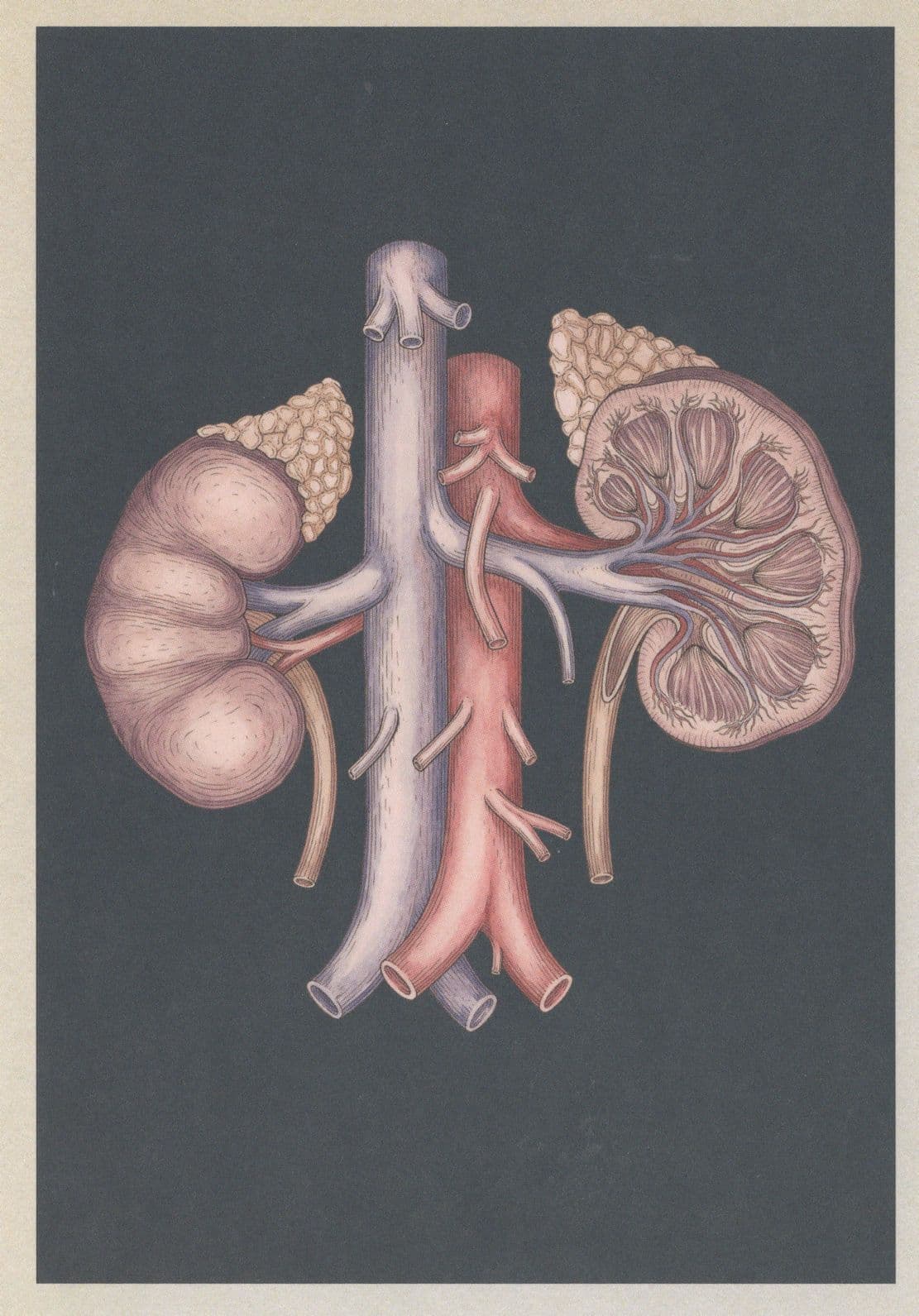 Blood Supply To The Kidneys Human Body Morbid Science Postcard