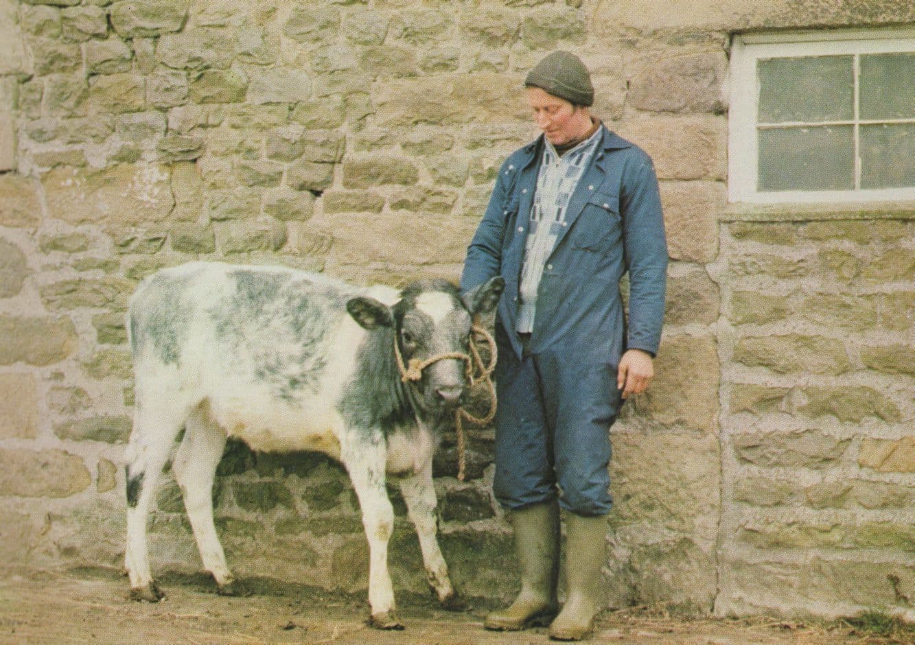Blue Albion Heifer Claf at Heald Farm Garstang Lancs Postcard