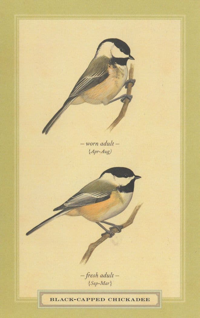 Blue Capped Chickader Fresh & Worn Adult Stunning Bird Postcard