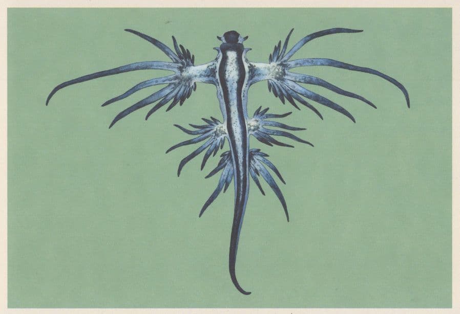 Blue Dragon Sea Fish Slug Glaucus Atlanticus Painting Postcard