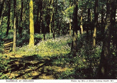 Bluebell Flowers Oaklands Wood Forest Hertfordshire Womens Institute Postcard