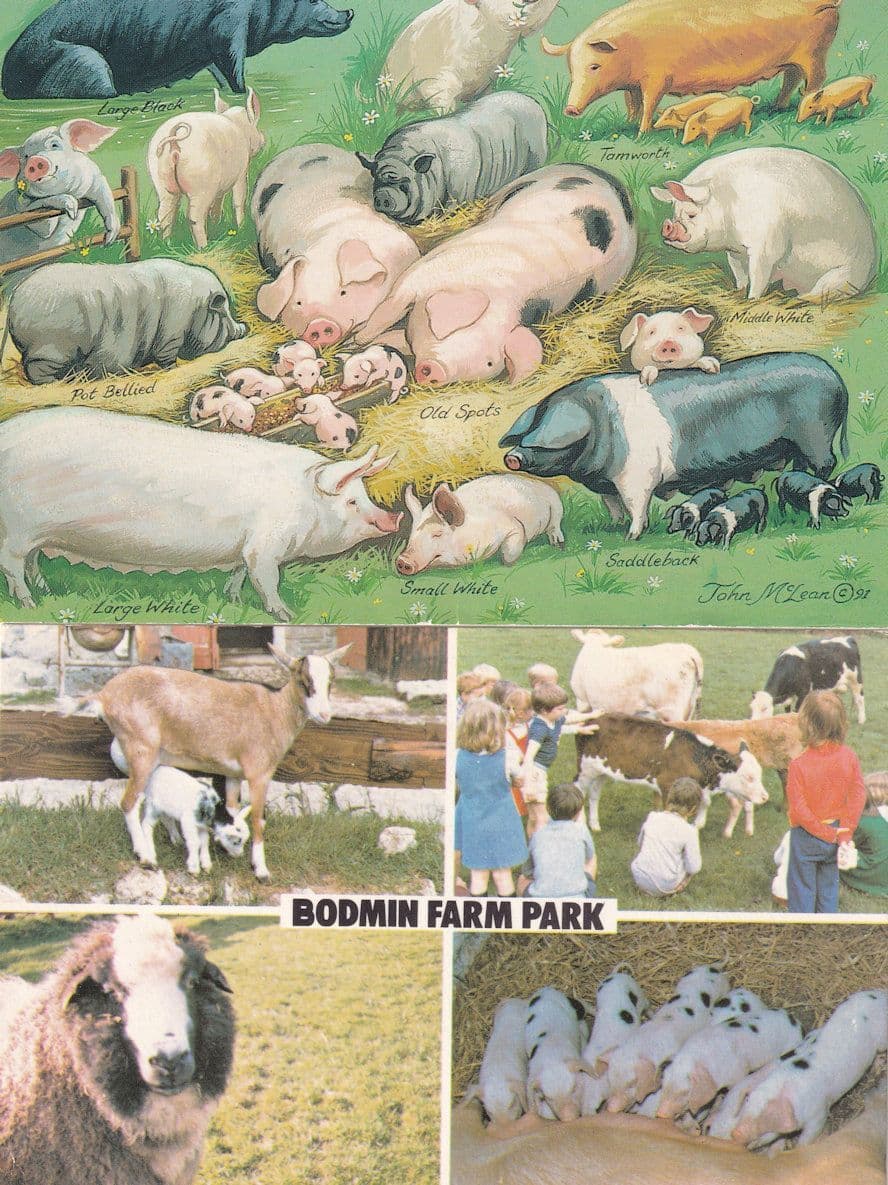Bodmin Farm Park Cambridge Pigs Piglets 1970s Postcard
