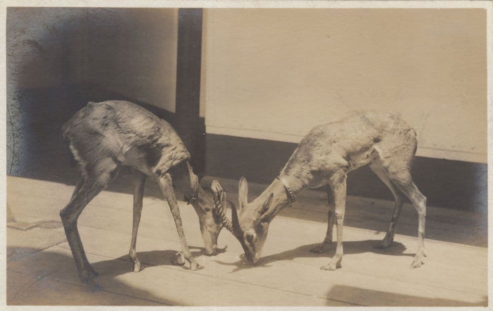 Bony Underfed Deers in Captivity Cruelty Animal Old Postcard