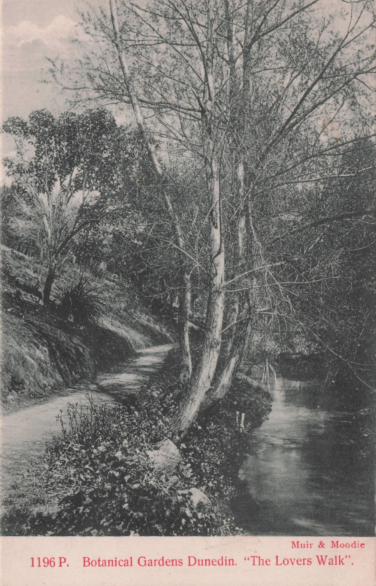 Botanical Gardens Dunedin New Zealand Muir & Moodie Postcard